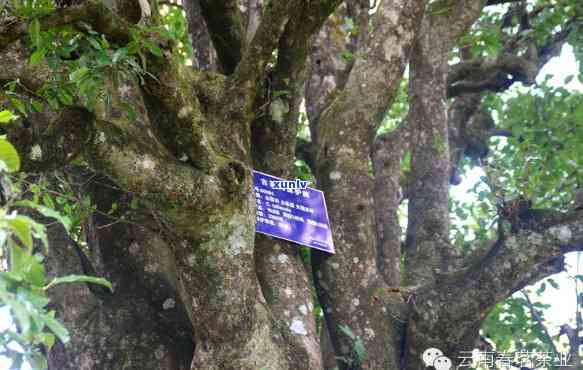 凤庆锦绣茶王树：香竹菁与拍卖引关注