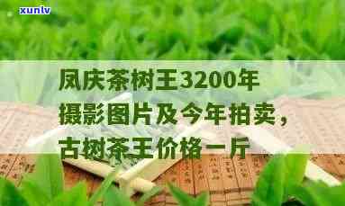 凤庆茶王树今年拍卖价格多少？