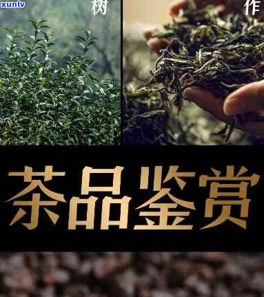 赛君王碎银子脸谱茶怎么样，赛君王碎银子脸谱茶：一场味蕾的宴