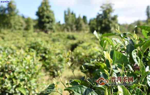 凤庆红茶：揭秘其生平与贡献