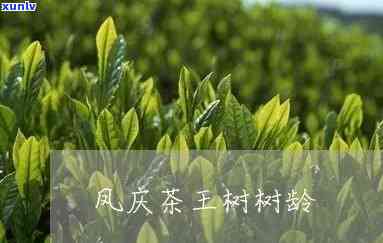 凤庆茶树王是什么茶-凤庆茶树王是什么茶叶