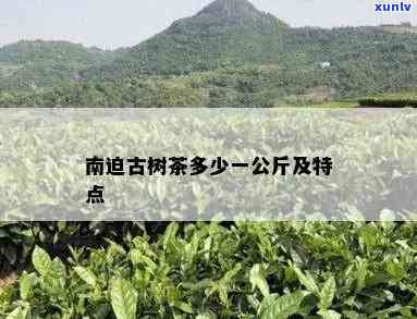 南峤古树茶的特点及介绍