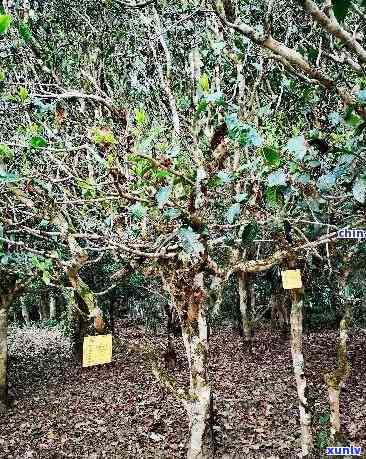 双江有哪些著名的茶叶，探寻双江名茶：揭秘当地著名茶叶