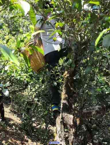 勐库老树茶口感特点，【品茗】探秘勐库老树茶的独特口感特点