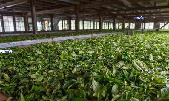 云南龙腾茶厂，探索云南龙腾茶厂：揭秘优质普洱茶的生产过程