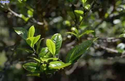 勐库大叶茶是什么茶-勐库大叶茶是什么茶种