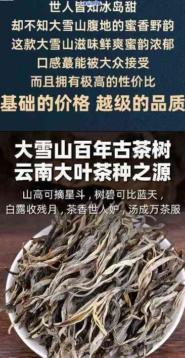 探究勐库大雪山口感：特点与古树茶区别