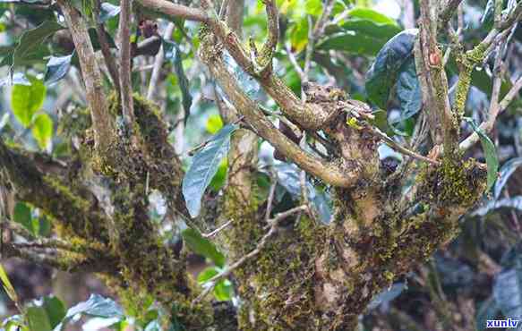 勐库大叶种茶多少钱-勐库大叶种茶多少钱一斤