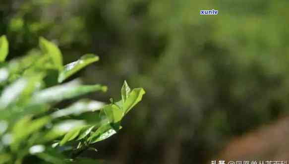 乌岽山凤凰单枞，探寻乌岽山凤凰单枞：一种独特的茶叶体验