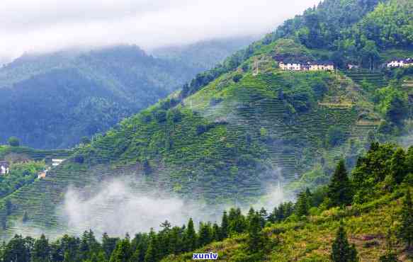 遂川狗牯脑茶山:探索中国最美的茶园和茶文化