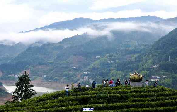 遂川狗牯脑茶山:探索中国最美的茶园和茶文化