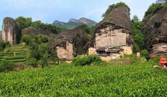 武夷山红正茶厂至尊-武夷山市红正茶厂