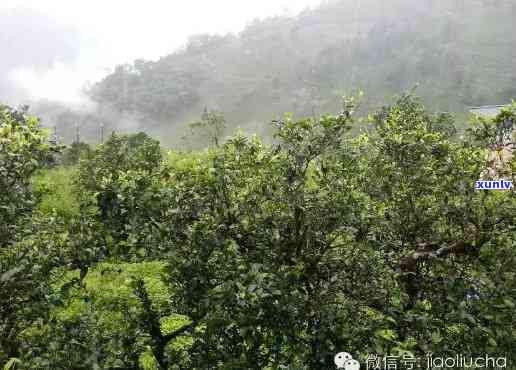 双江勐库茶厂群芳园 *** ，查询双江勐库茶厂群芳园 *** ，轻松获取联系方式！