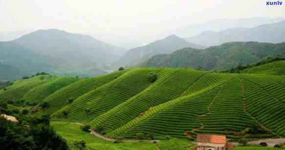 州径山茶叶，品味州：探索径山茶叶的独特魅力