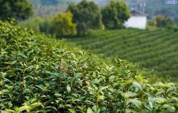 州径山茶叶，品味州：探索径山茶叶的独特魅力