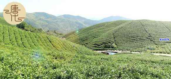 州径山茶厂怎么样-州径山茶叶