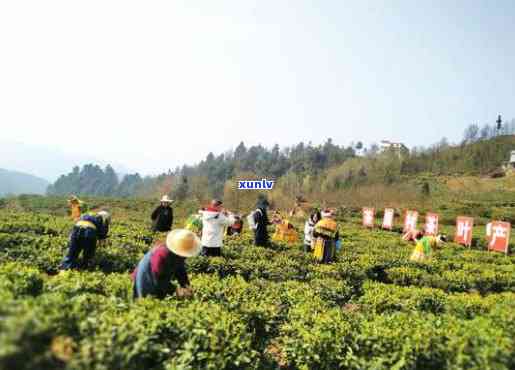 马边荍坝茶厂怎么样-马边荍坝镇