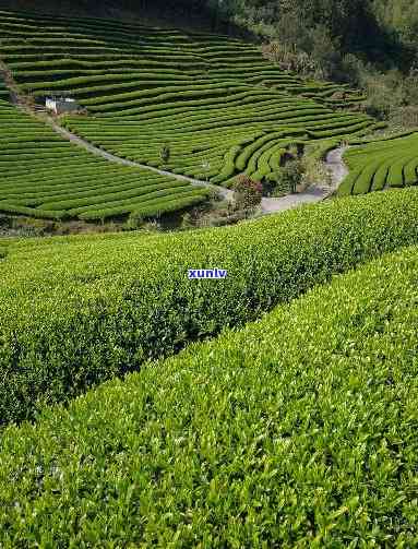 州东山茶厂怎么样-州东山茶厂怎么样啊