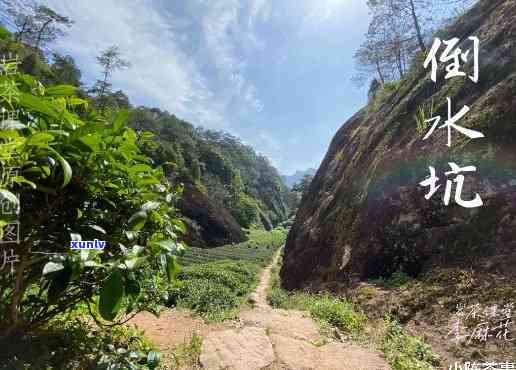 武夷山市岩乡岩茶厂，探寻岩韵之源：探访武夷山市岩乡岩茶厂