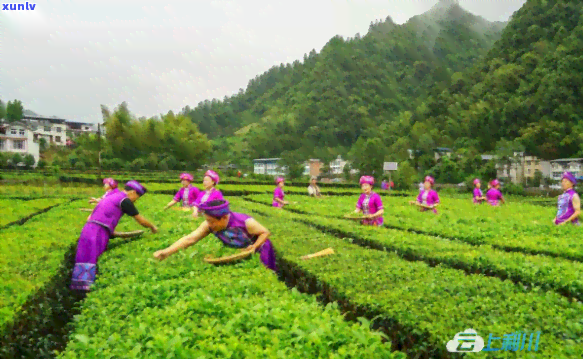 利川毛坝茶厂有哪些，探索利川毛坝茶厂：揭秘其旗下知名茶叶