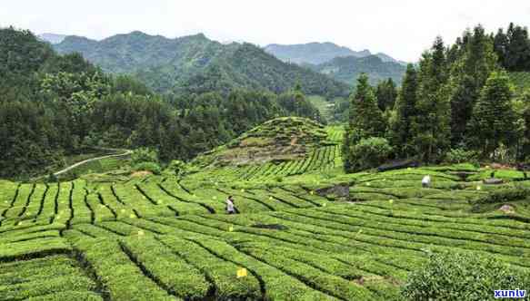 利川毛坝茶厂有哪些-利川毛坝茶厂有哪些