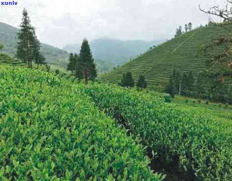 西横县茶厂有哪些-西横县茶厂有哪些企业