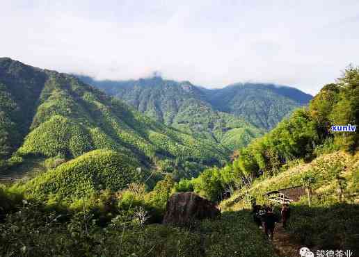 武夷山骏德茶厂官网地址，探索优质茶叶的来源：访问武夷山骏德茶厂官网地址