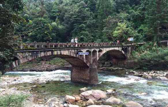 武夷山桐木关茶叶生产厂家，探索中国茶文化：深入了解武夷山桐木关茶叶的生产厂家