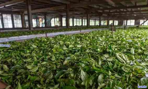 云南大理老林茶厂，品尝云南大理的老林茶厂茶叶，感受地道的云南风味