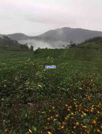 福鼎国营茶厂太姥山-福鼎国营茶厂太姥山店 *** 