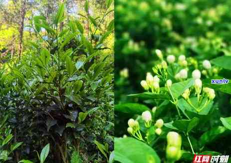 湖南安化茶厂的茶山-湖南安化茶厂的茶山是哪里