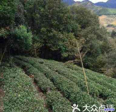 武夷山露茶厂图片-武夷山露茶厂图片高清