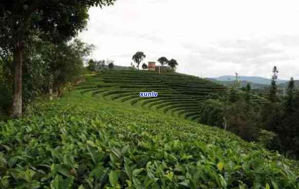 基诺山生态茶，探访云南基诺山：揭秘生态茶园的魅力与价值