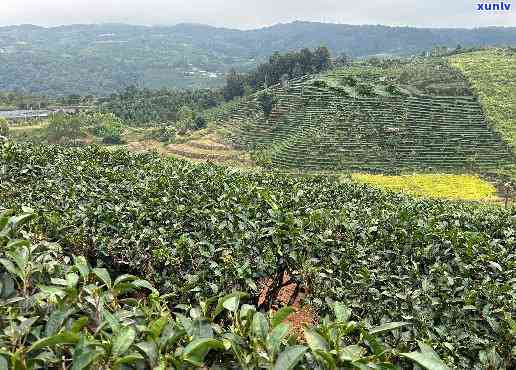 基诺山生态茶，探访云南基诺山：揭秘生态茶园的魅力与价值