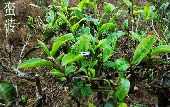 基诺山茶厂太阳鼓牌-基诺山太阳鼓普洱茶价格