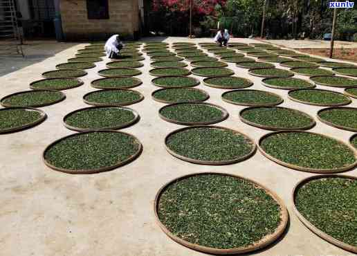 武夷山知名茶厂，探访武夷山知名茶厂，揭秘制茶工艺与品质保障