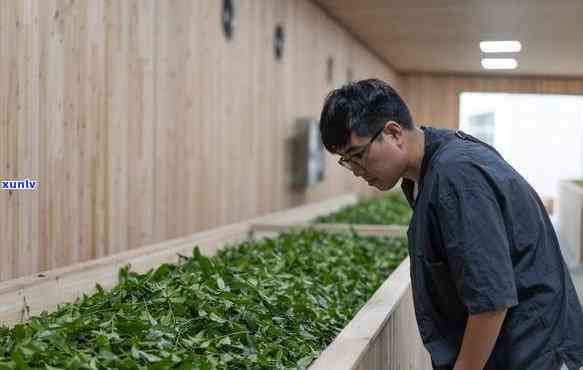 武夷山知名茶厂，探访武夷山知名茶厂，揭秘制茶工艺与品质保障