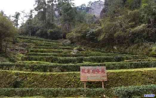 武夷山三秀茶厂介绍，探秘中国茶叶文化：了解武夷山三秀茶厂的故事