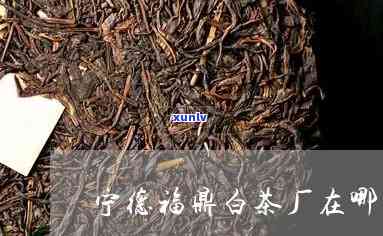 福鼎鼎牌茶厂在哪里-福鼎鼎牌茶厂在哪里啊