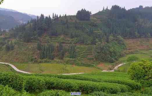 茶厂选址的区位条件-茶厂选址的区位条件是什么