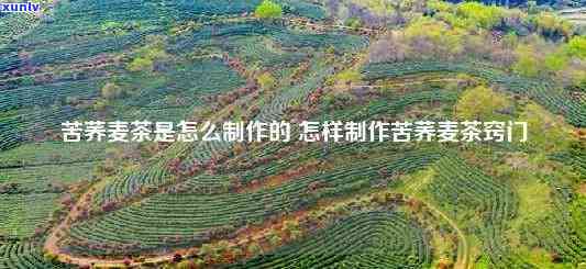 40元一斤普洱茶饼：如何挑选与品饮，茶叶品质与价格关系解析