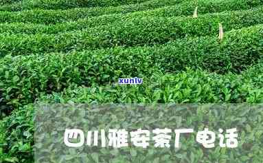 雅安藏茶厂地址 *** -雅安藏茶厂地址 *** 号码