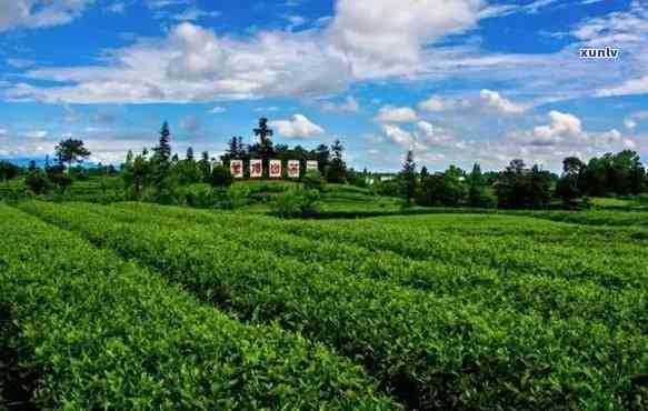 雅安藏茶厂地址 *** -雅安藏茶厂地址 *** 号码