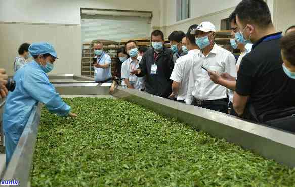 水市林沟茶厂，探访湖北水市林沟茶厂，感受传统制茶工艺的魅力