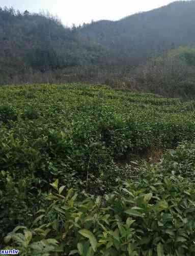 水林沟茶叶名气，探秘湖北水林沟：茶园风光与名茶故事