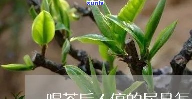 喝茶尿多好吗，喝茶后尿频正常吗？了解一下茶叶中的利尿成分