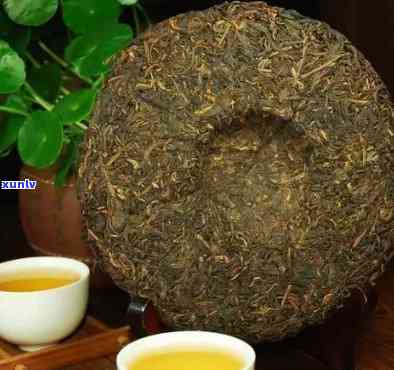 老树茶饼属于什么茶类，探秘老树茶饼：它属于哪种茶类？