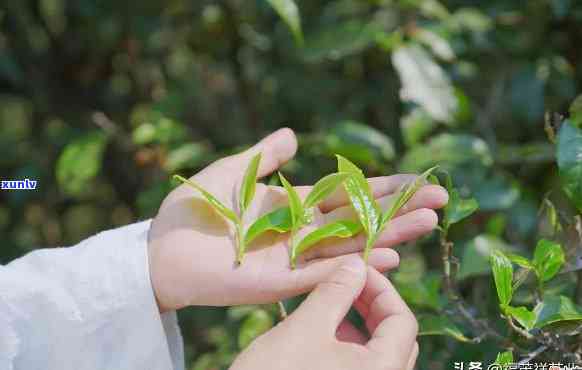 老树茶是什么茶多少钱，探究老树茶的神秘面纱：品种、价格全解析