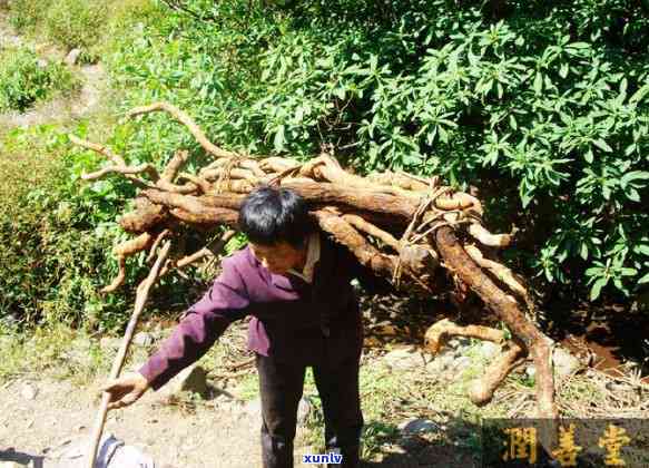 跟树根一样的茶，探索神秘的茶饮：跟树根一样的口感与健益处