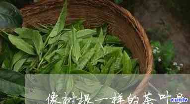 跟树根茶饼是什么茶-跟树根茶饼是什么茶做的